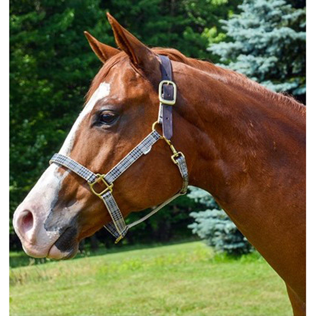 5/A Baker Breakaway Halter with Full Leather Crown - Durable Horse Training Equipment for Western Riding & Rodeo Events
