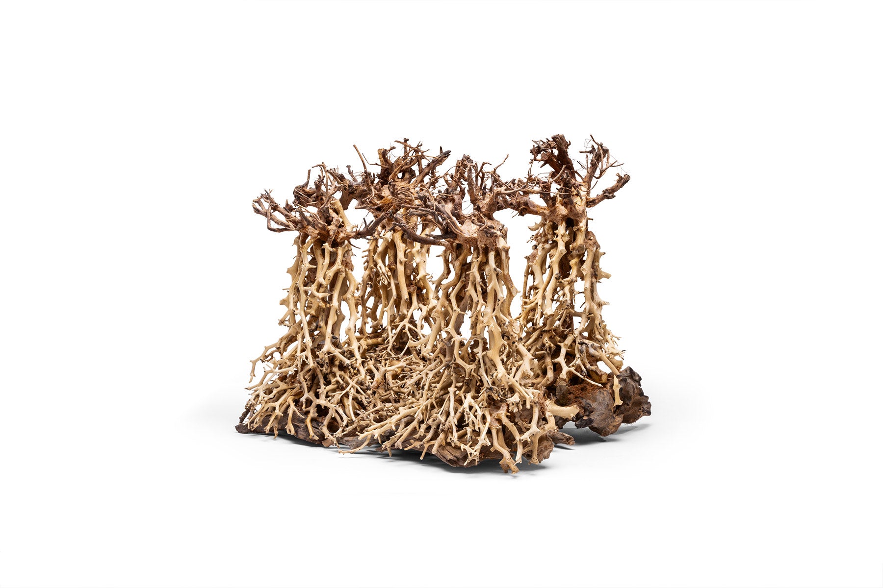 UNS Bonsai 003 - Premium Aquarium Bonsai Tree for Fish Tank Decoration | Perfect for Aquascaping, Shrimp Tanks & Natural Underwater Landscapes