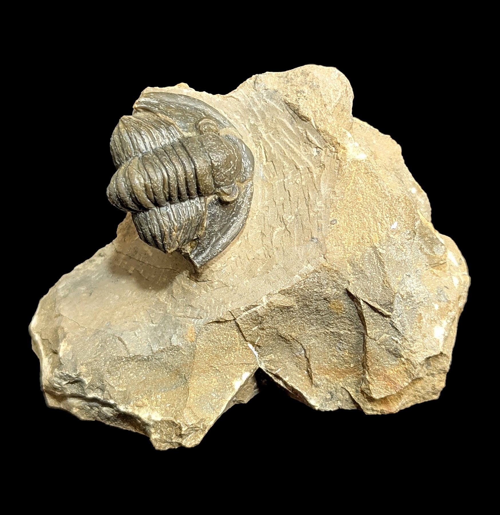Premium Cornuproetus Trilobite Fossil on Natural Matrix - Authentic Paleozoic Era Specimen for Collectors, Education & Home Decor