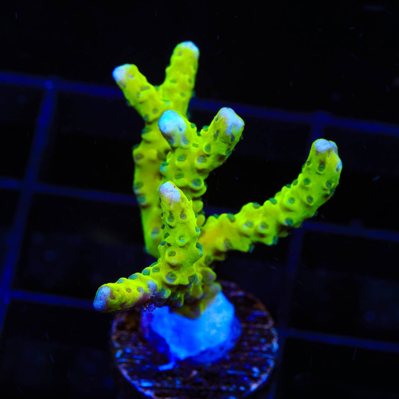 CB The Thing Anacropora Coral - Premium Saltwater Aquarium Coral for Reef Tanks | Perfect for Marine Aquascaping and Coral Propagation