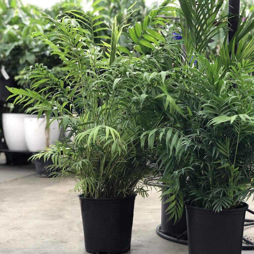 Neanthe Bella Parlor Palm (Chamaedorea Elegans) - 10 Inch Live Indoor Houseplant - Air Purifying & Low Maintenance - Perfect for Home, Office & Apartment Decor