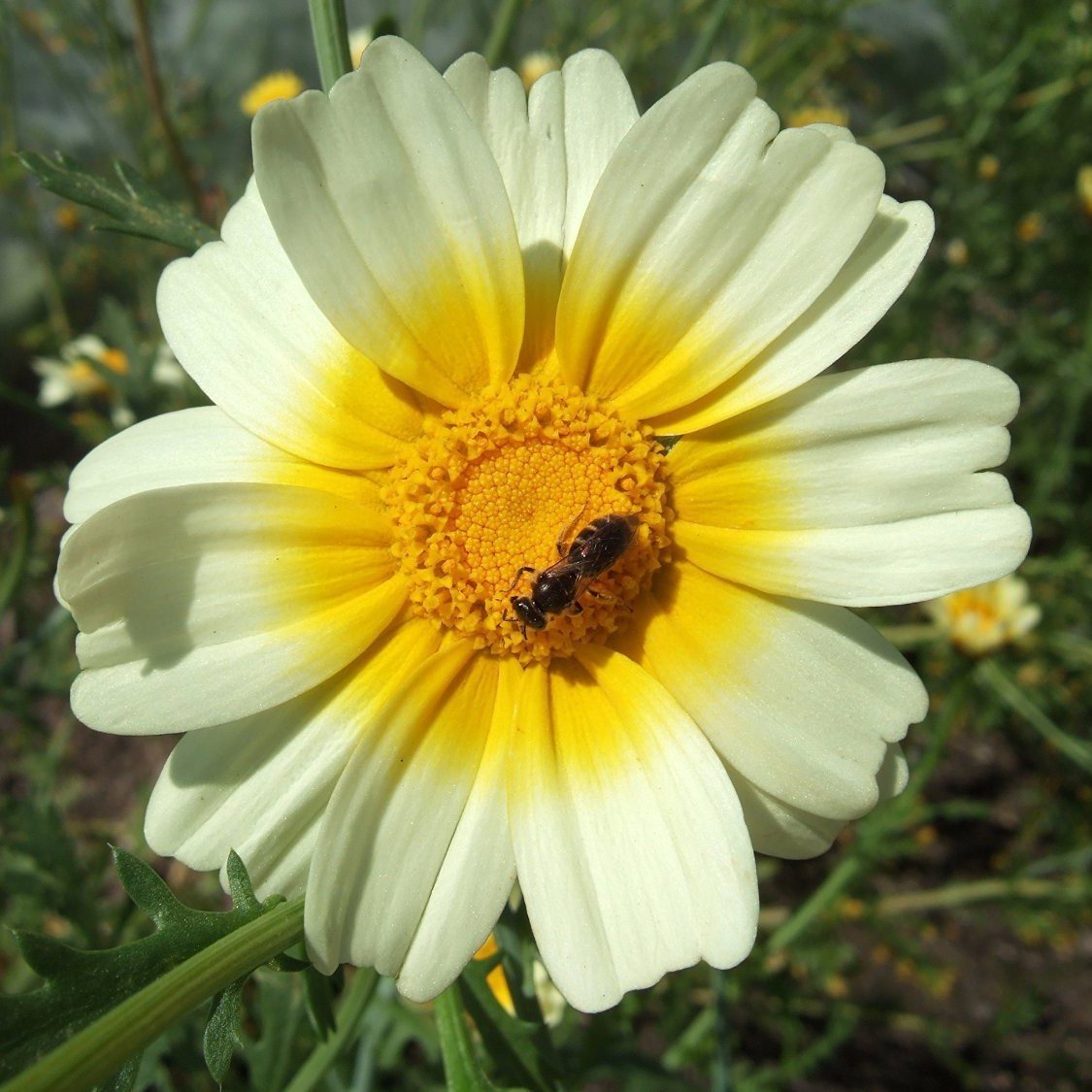 Edible Chrysanthemum Seeds (Glebionis coronaria) - 75 Organic Shungiku Seeds for Planting - Grow Your Own Japanese Greens for Salads, Stir-fries & Garnishes