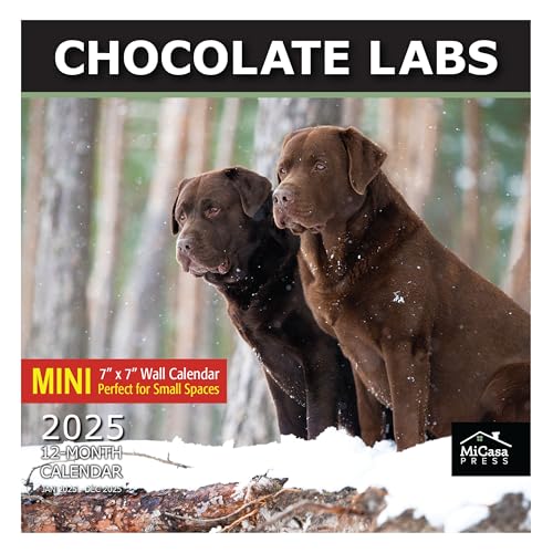 09A - Chocolate Labs