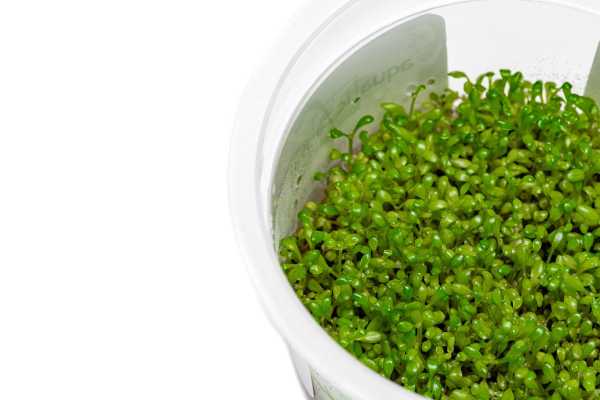 Elatine Hydropiper Aquatic Plant Tissue Culture - Live Aquarium Carpet Plant for Freshwater Fish Tanks, Shrimp Tanks & Aquascaping