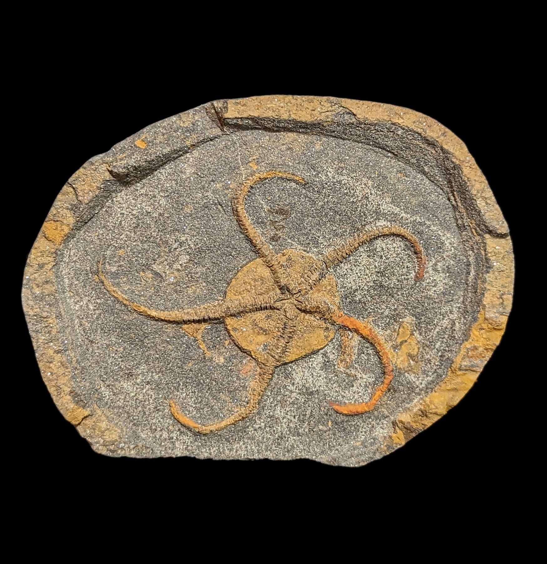 Authentic Brittle Star Fossil Plate - Premium Natural Marine Fossil Specimen for Collectors & Decor | Perfect for Home Display, Science Education & Gifts