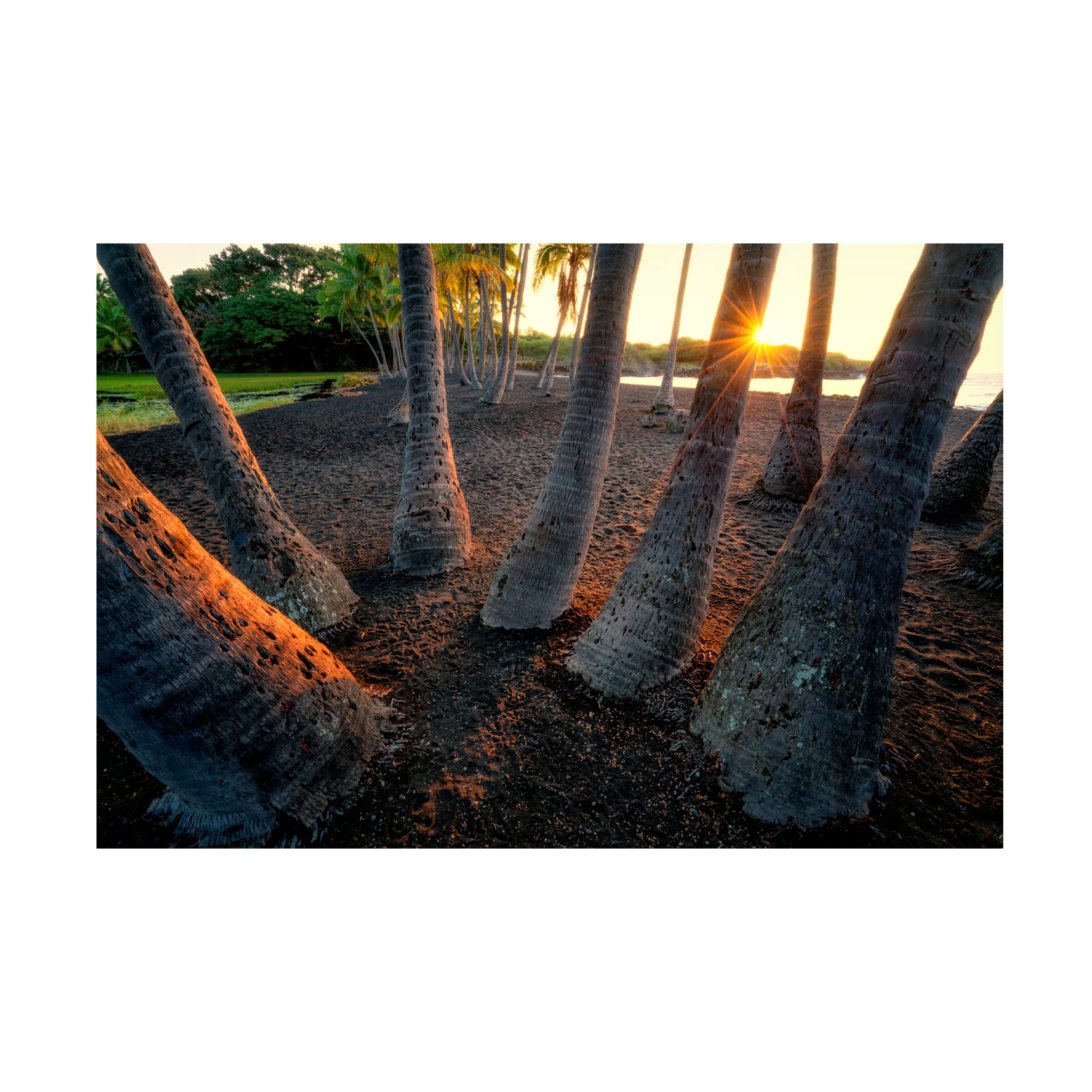 Trademark Fine Art 'Palms 9' Canvas Wall Art by Dennis Frates - Tropical Beach Landscape Painting for Living Room, Bedroom & Office Decor