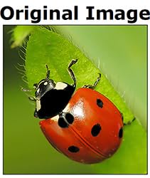 USA Made Easter Egg Ladybug Pin Brooch - ILANET Museum Collection Jewelry for Easter Gifts, Spring Fashion Accessories & Women's Outfit Decor