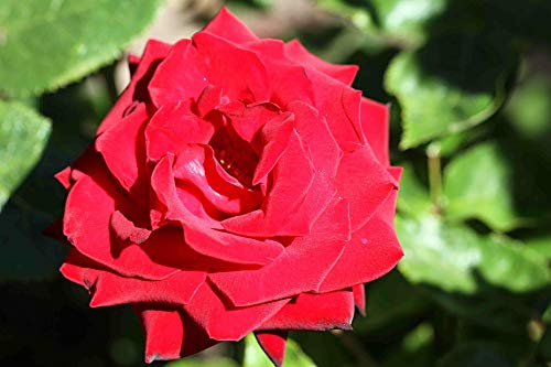 20x30 Inch Laminated Floral Poster - Vibrant Red Rose Bloom Home Decor for Living Room, Bedroom & Office Wall Art - Fits Standard Frames
