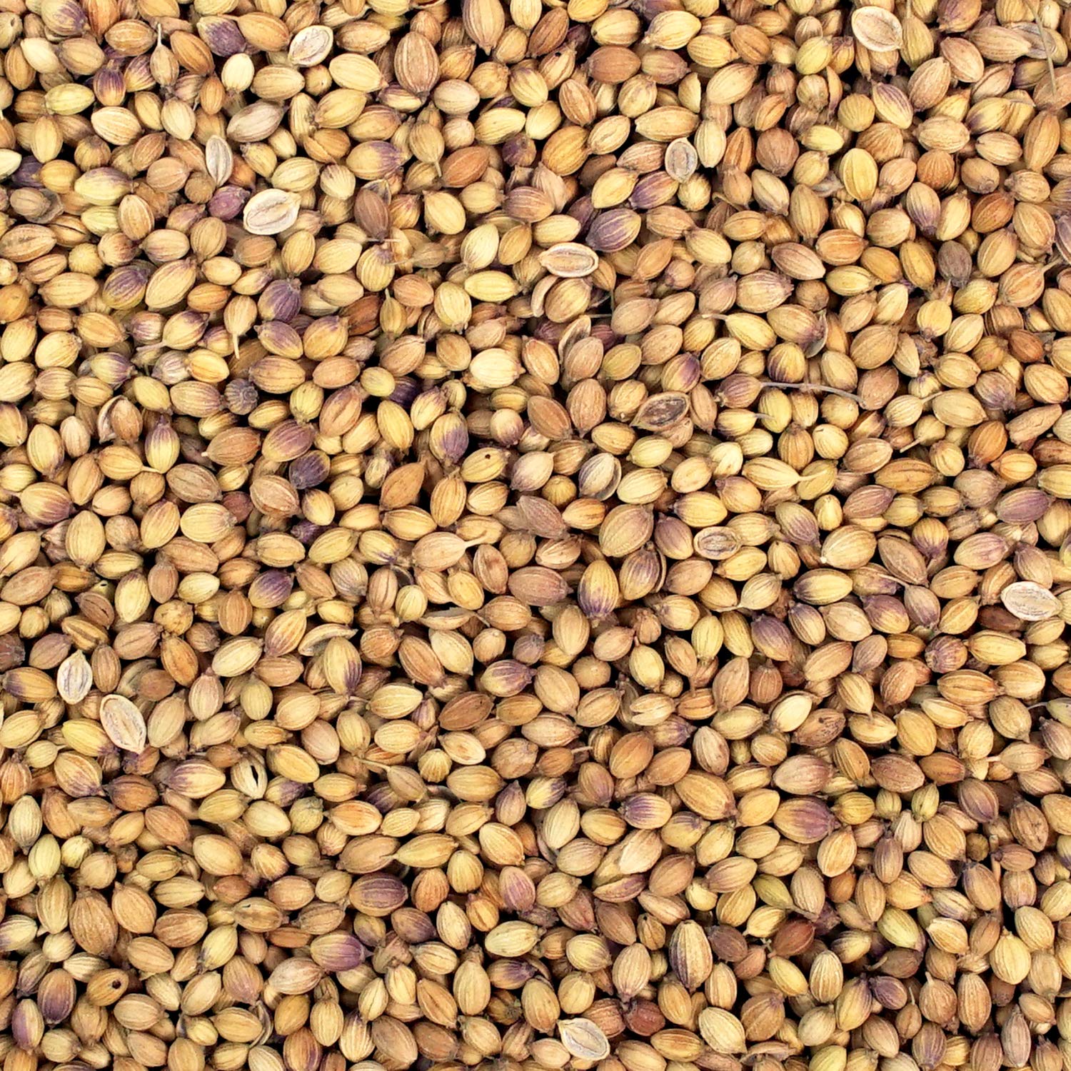 Premium Organic Coriander Seeds - 100g Bulk Pack | Non-GMO, All-Natural Spice for Cooking, Baking & Seasoning | Perfect for Indian, Mexican & Middle Eastern Cuisine