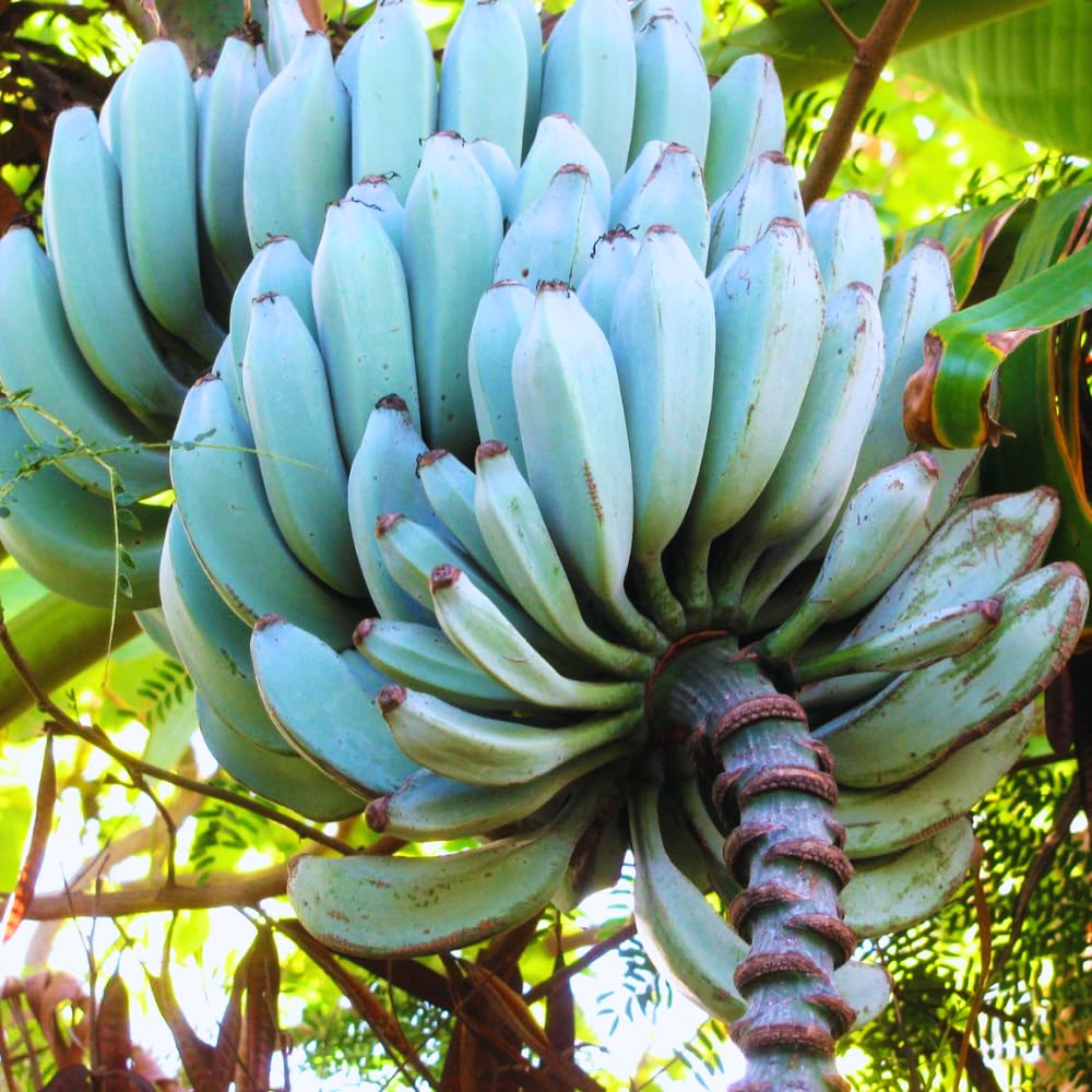 Blue Java Ice Cream Banana Tree Live Plant - 5 to 8 Inch Tall Tropical Fruit Seedling for Home Garden, Patio & Landscaping | Sweet Banana Flavor Perfect for Smoothies, Desserts & Fresh Eating