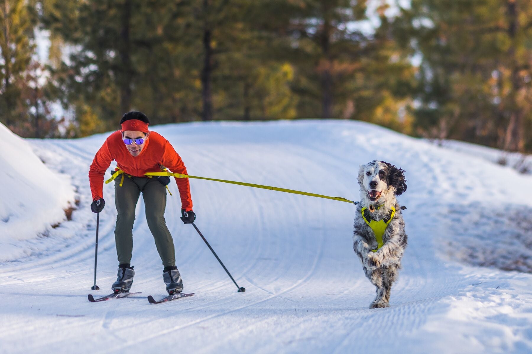 Ruffwear Omnijore™ Dog Joring System for Canicross & Skijoring - Reflective Yellow (Lichen Green) - Hands-Free Running & Winter Sports Equipment for Active Dogs & Owners