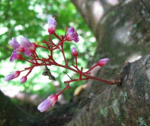 Exotic Star Fruit Seeds (Averrhoa Carambola) - Tropical Starfruit Tree Seeds for Planting - 3 Pack - Grow Your Own Edible Starfruit at Home - Perfect for Gardens, Backyards & Indoor Planting