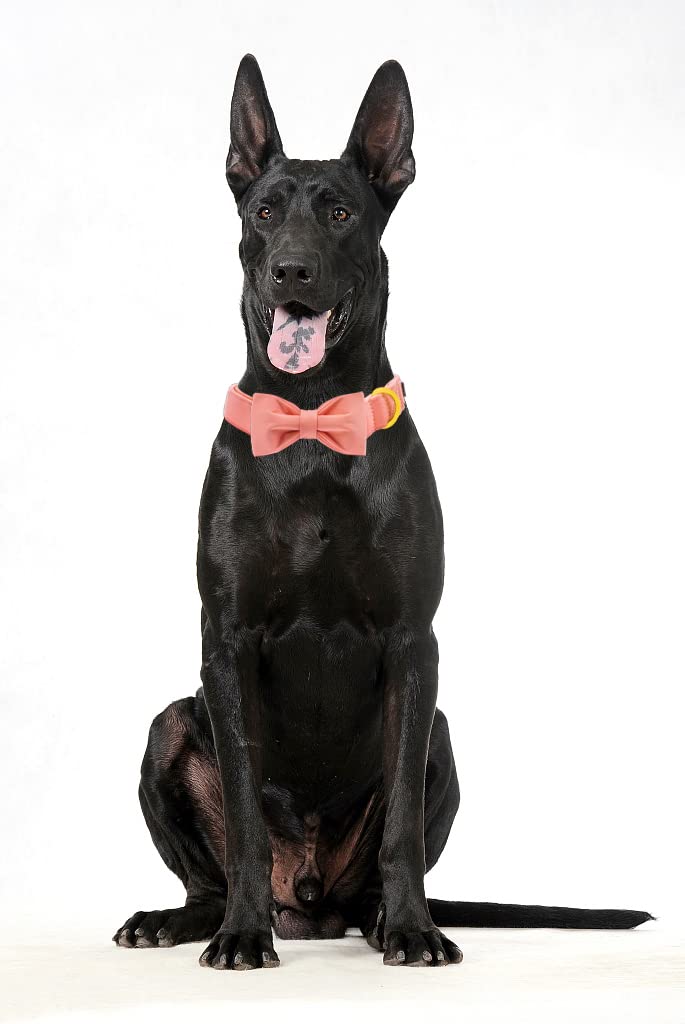 **Maca Bates Adjustable Breakaway Dog Collar with Bow Tie - Pink Solid Color Pet Collar with Golden Metal Buckle for Small, Medium, Large & XL Dogs - Perfect for Birthdays, Parties & Daily Walks**