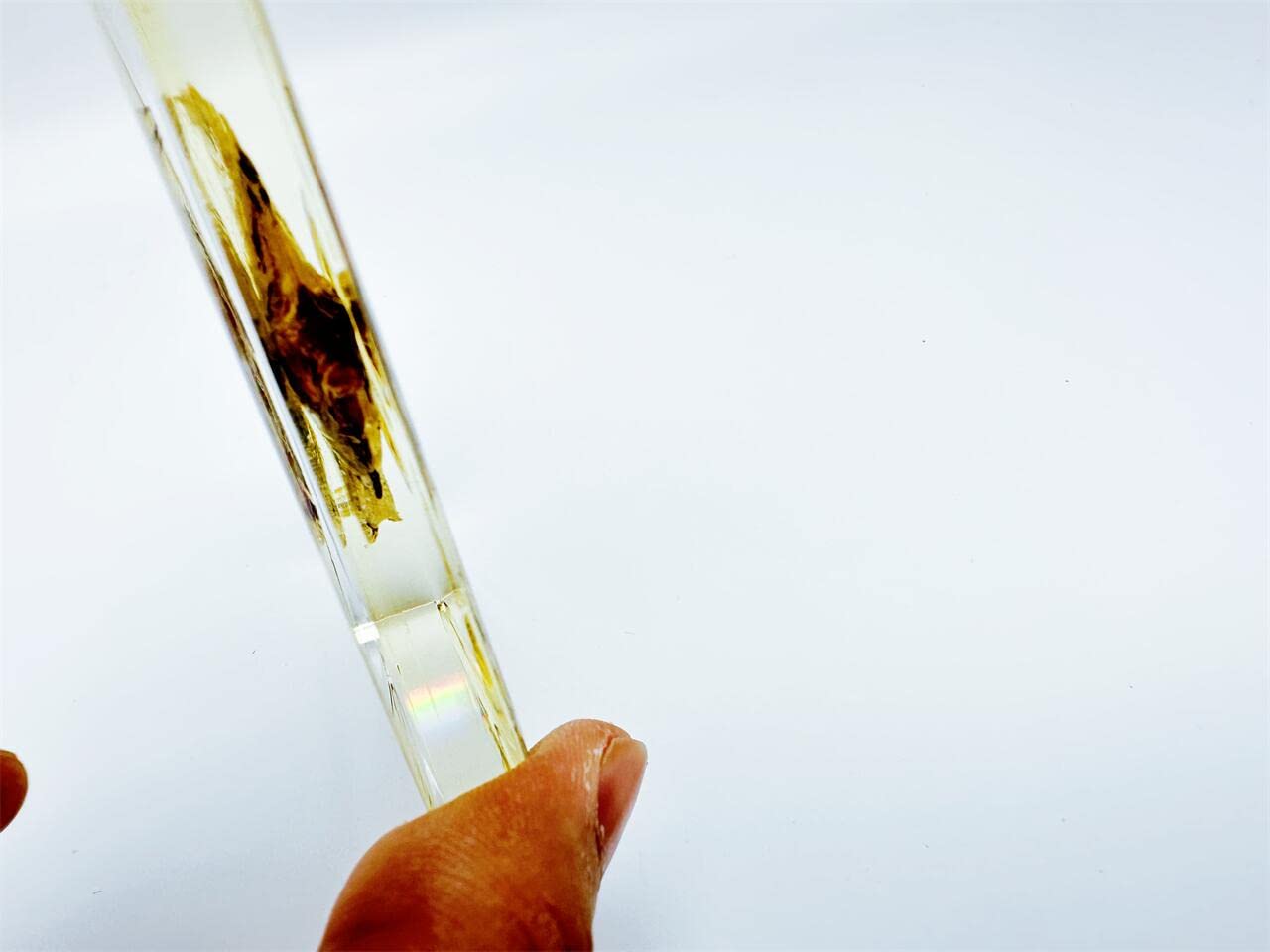 High Definition Amber Resin Specimens (Starfish, Scorpion, Cockroach, Butterfly, Fish, Dragonfly, Angelfish) - Perfect for Kids' Science Education, Nature Collection & Home Decor | Great for School Projects, Science Fairs & Unique Gift Ideas