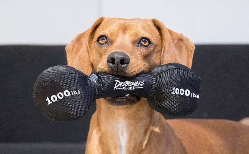 BarkShop Pupping Iron Dumbbell Dog Plush Toy - Durable Chew Toy for Puppies & Small Dogs - Perfect for Playtime, Training & Teething Relief