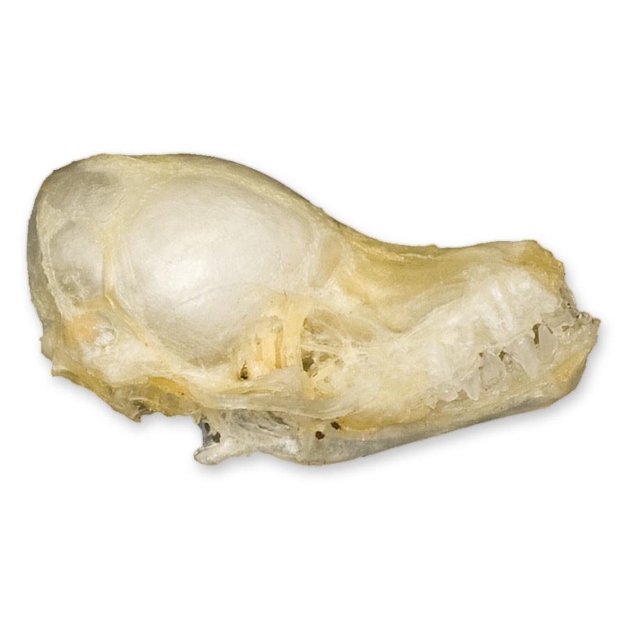 Authentic Javan Pipistrelle Bat Skull Specimen - Rare Collectible for Science Enthusiasts & Gothic Decor - Perfect for Halloween, Oddity Cabinets & Biology Studies