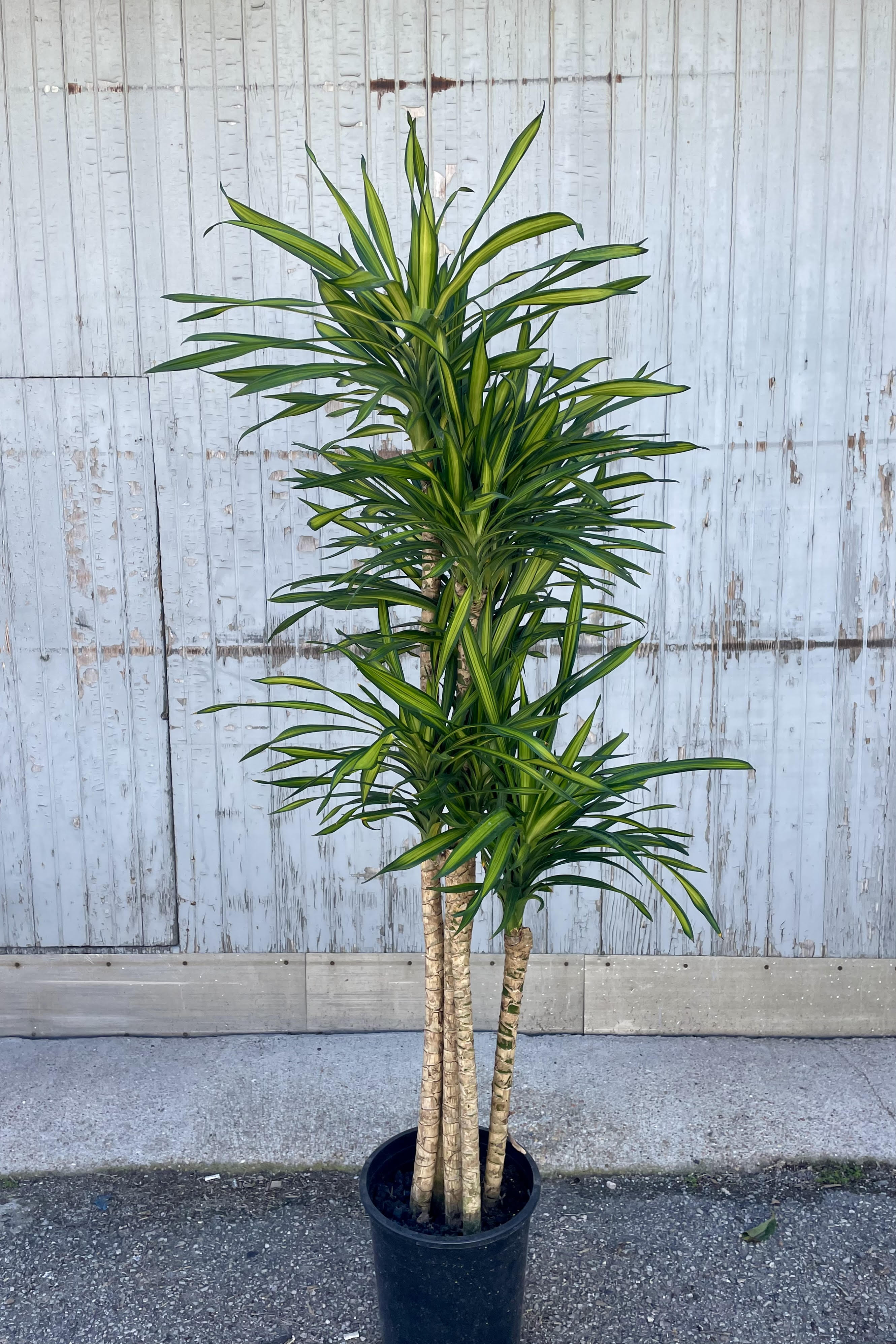 Dracaena deremensis 'Rikki' 12 Cane - Tall Indoor House Plant for Home & Office Decor - Perfect for Living Room, Bedroom, or Workspace