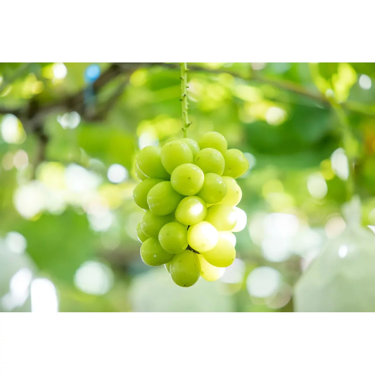 Premium Hi-Chew Soft Chewy Shine Muscat Candy 35g - Japanese Grape Flavor Chews for Snacking, Parties & On-The-Go Treats