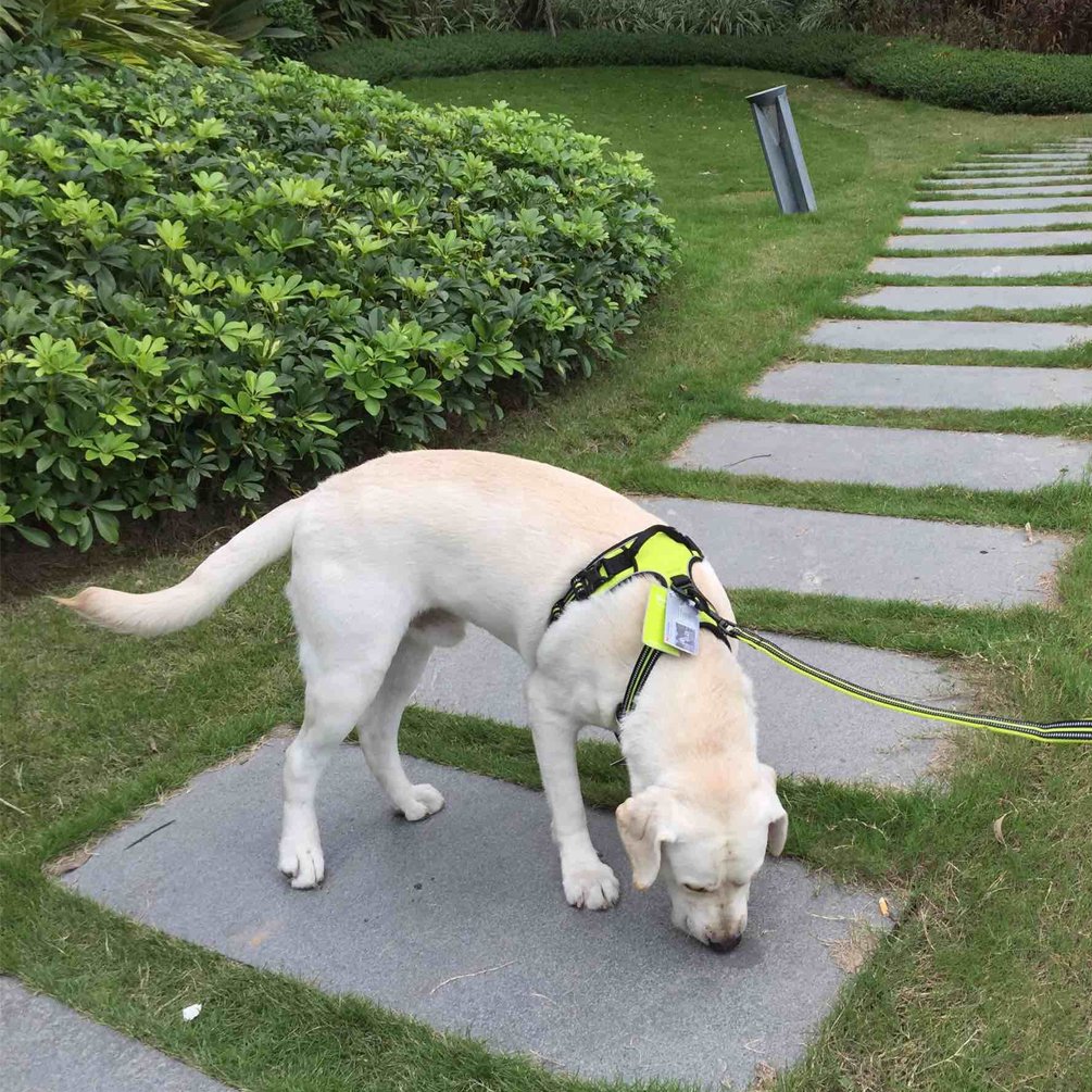 No Pull Dog Harness with Handle & Reflective Strips - X-Large Green - Comfortable & Adjustable for Large Dogs - Perfect for Walking, Hiking & Nighttime Safety