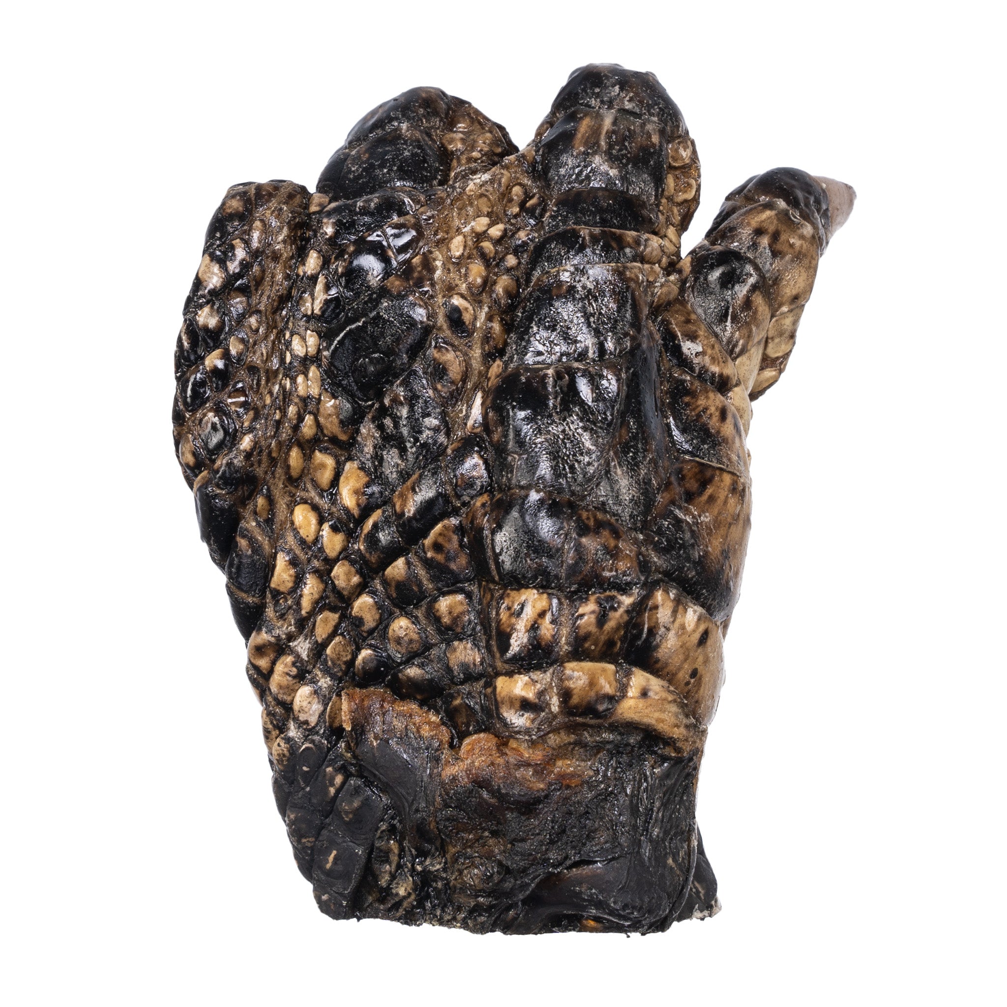Freeze Dried Alligator Foot - Exotic Snack, Unique Gift & Novelty Item for Parties, Halloween, and Home Decor
