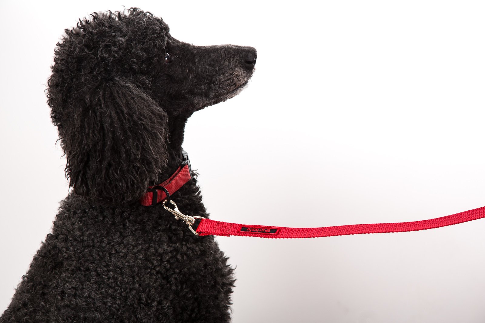 **Jenny Dog Leash for Blind, Elderly & Disabled Pets – Anti-Fall, Bump & Anxiety Safety Leash – Secure & Comfortable for Small Dogs – Perfect for Stairs, Walks & Outdoor Adventures**