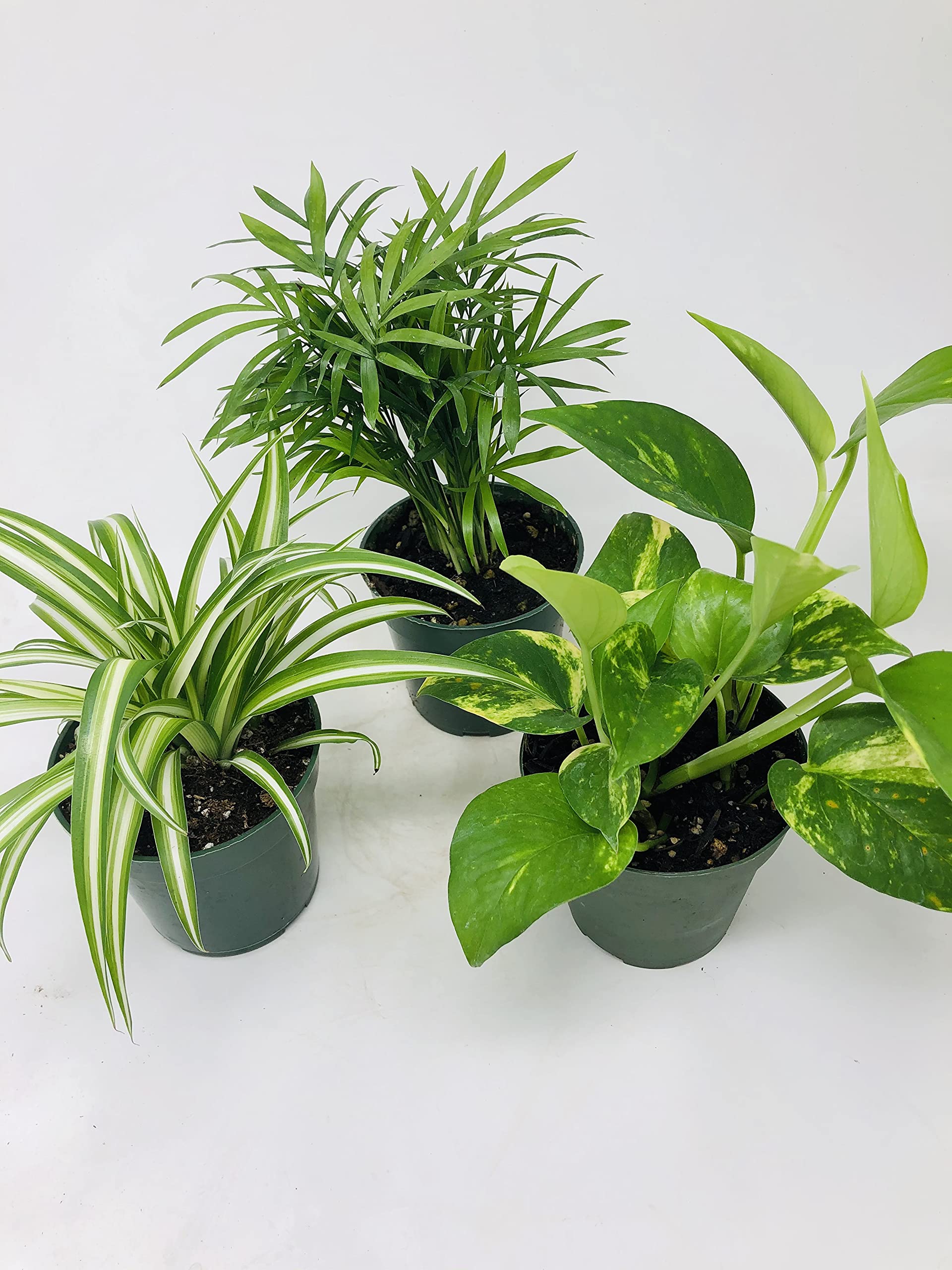 JMBAMBOO All Seasons Indoor Plants Collection - Spider Plant, Parlor Palm, Golden Pothos (Devil's Ivy) - Perfect for Home Decor, Office Plants & Air Purification