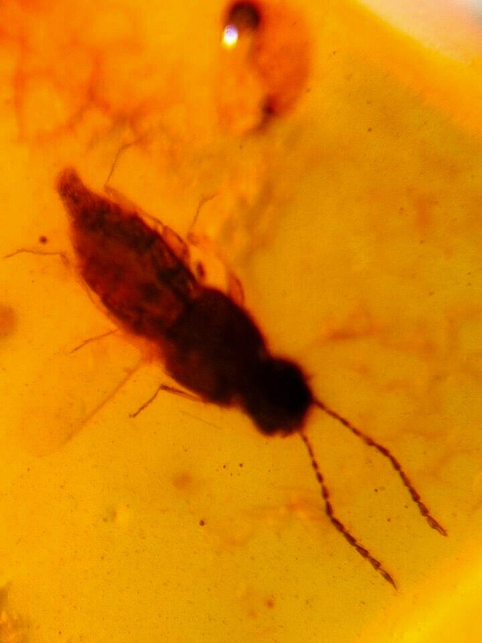 Authentic Burmese Insect Amber Fossil - Rove Beetle & Roach in Burmite from Cretaceous Dinosaur Era | Rare Collector's Specimen for Science Education & Home Decor