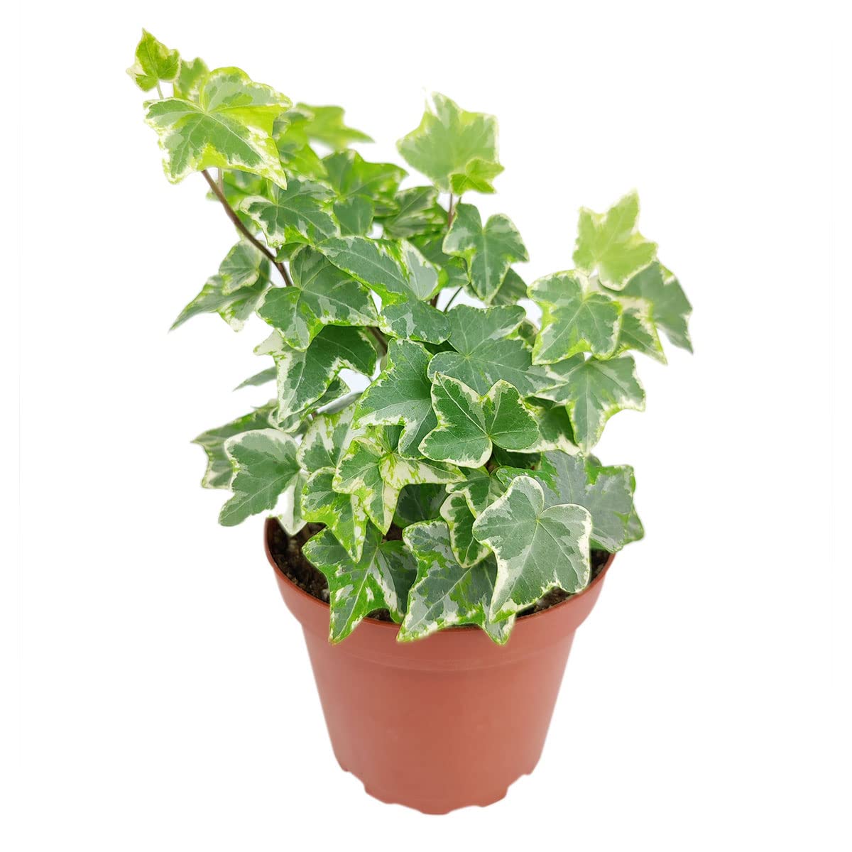 Golden English Ivy (4