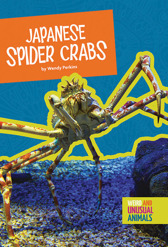 Fresh Japanese Spider Crabs - Premium Live Seafood Delicacy for Sushi, Gourmet Cooking & Luxury Dining Experiences