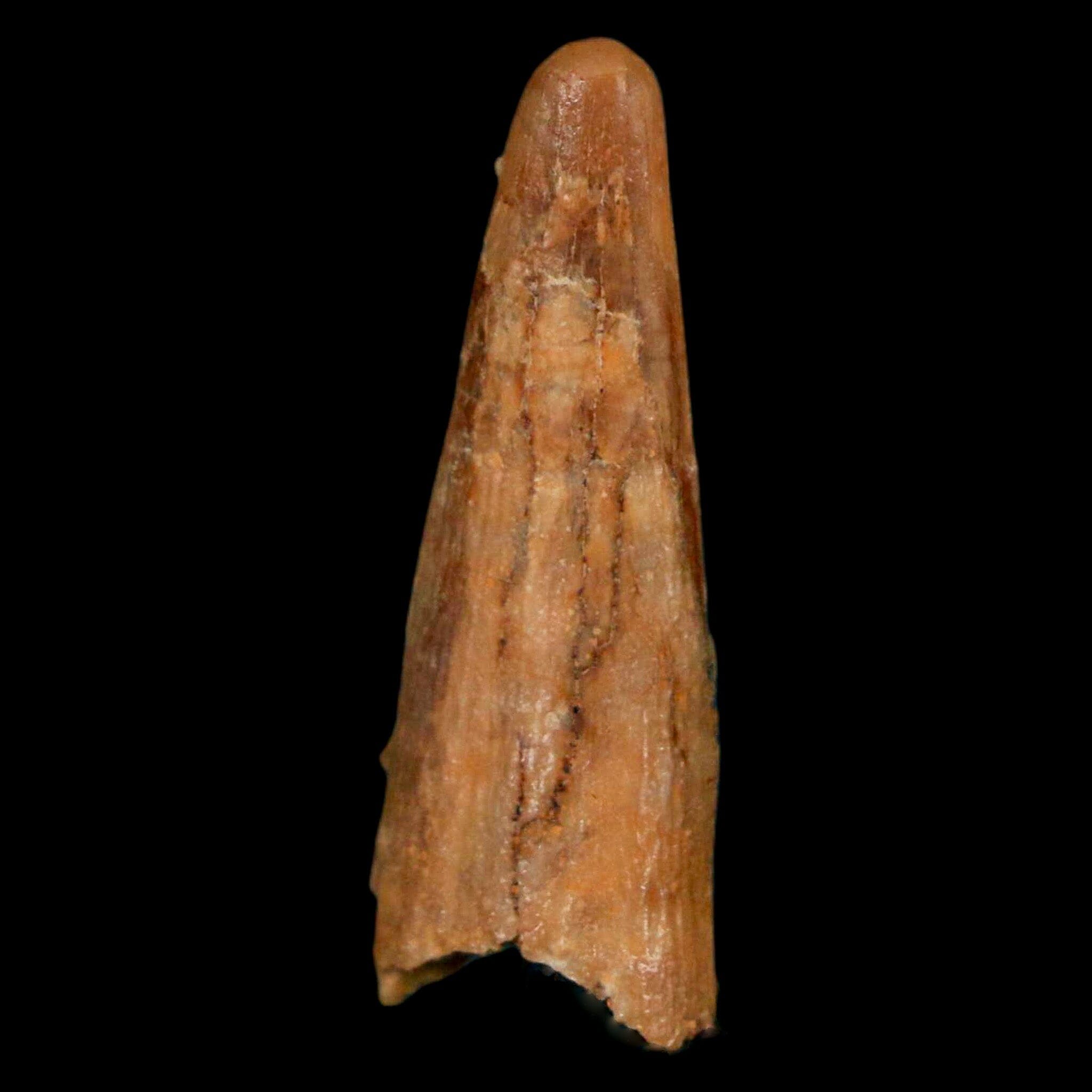 Authentic Pterosaur Coloborhynchus Fossil Tooth - Upper Cretaceous Era - Morocco Origin with COA - Rare Collectible Display Piece for Paleontology Enthusiasts & Home Decor