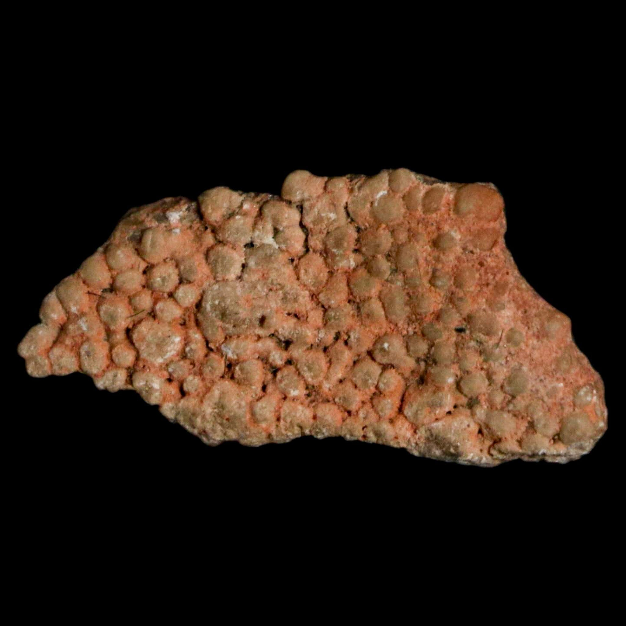 Authentic 0.6 Megaloolithus Titanosaur Dinosaur Fossil Egg Shell from Bouches-du-Rhône, France - Rare Collector's Item for Museum Display & Paleontology Enthusiasts | Perfect for Educational Exhibits, Home Decor, and Science Collections