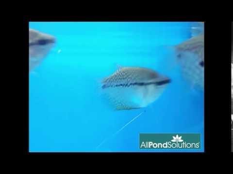 Premium Pearl Gourami Fish (Trichopodus leerii) - Live Aquarium Fish for Freshwater Tanks, Community Aquariums & Home Decor