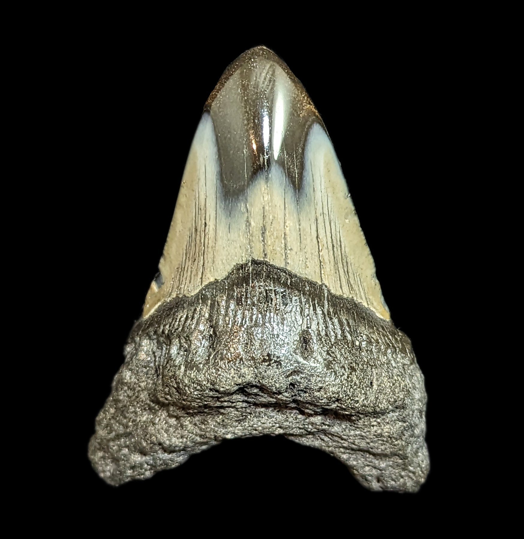 Authentic Megalodon Shark Tooth Fossil #44 - Rare Collectible Specimen for Home Decor, Classroom Display & Paleontology Enthusiasts