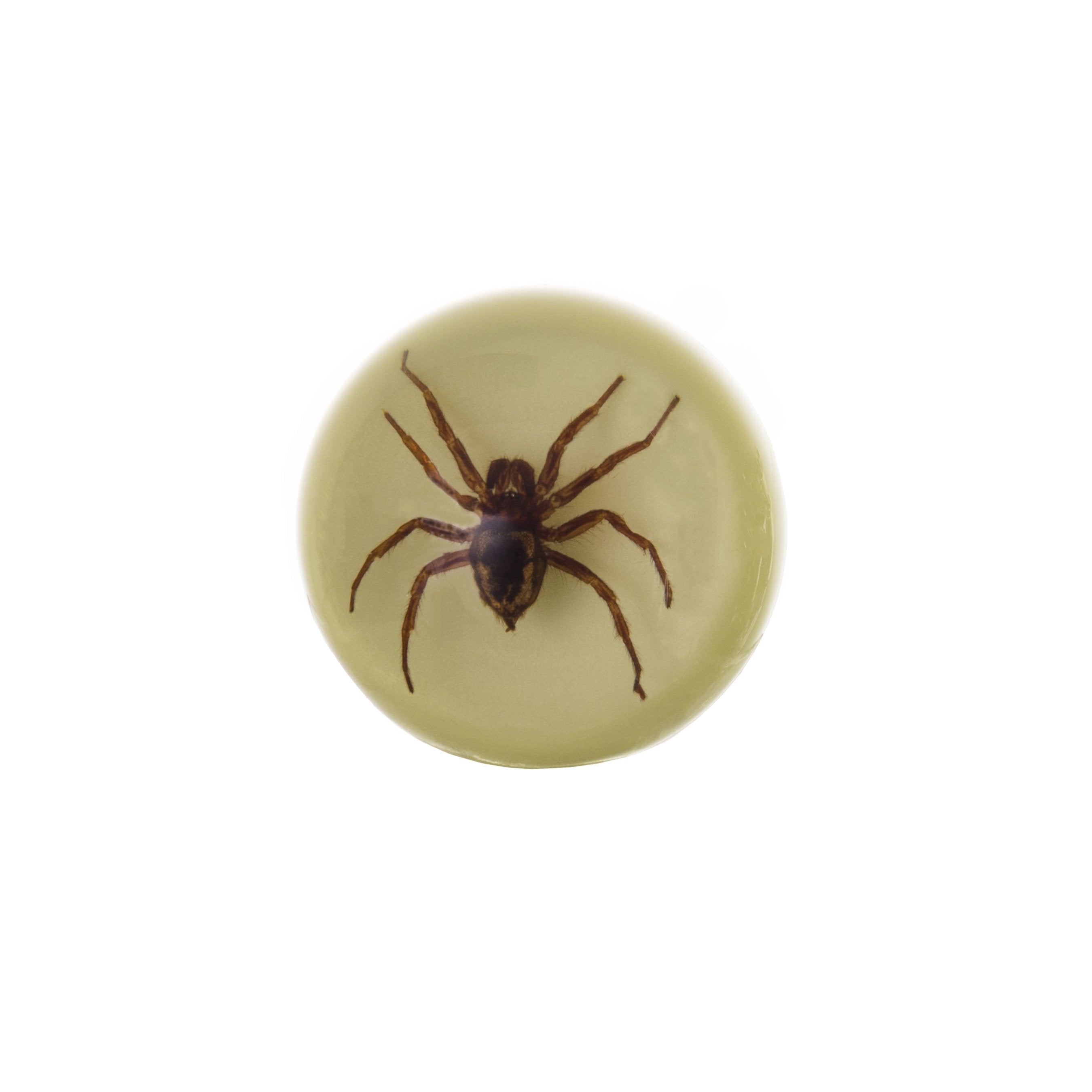 Real Spider Encased in Clear Acrylic Wine Stopper - Unique Gift for Halloween, Home Bar Decor & Wine Lovers