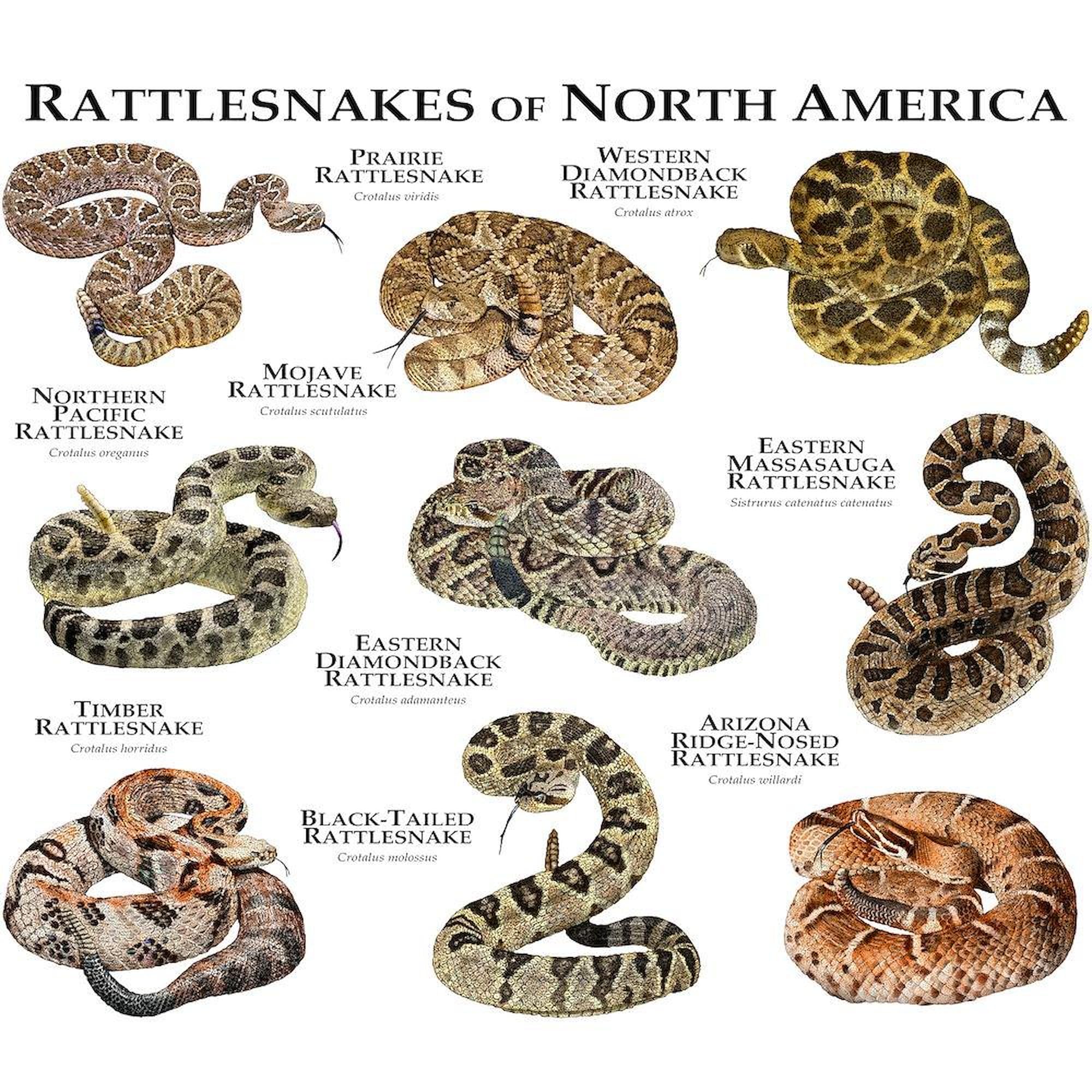Rattlesnakes of North America 11 oz Ceramic Coffee Mug (325 ml) - Perfect for Home, Office, or Gift - Durable & Stylish Coffee Cup