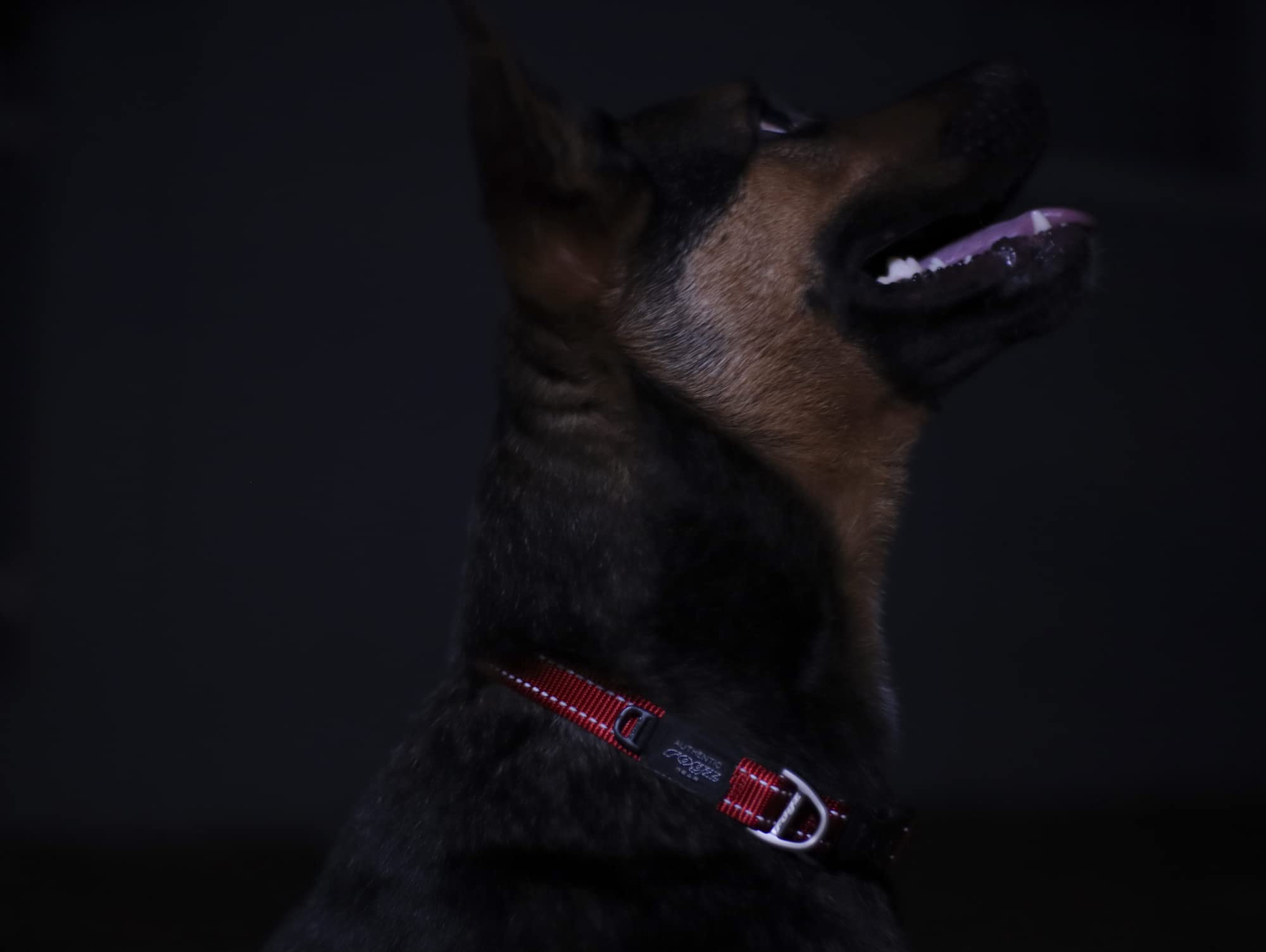 Reflective Dog Collar for Small Dogs - Adjustable 8-13 Inches, Black | High Visibility Safety Collar for Night Walks, Jogging & Outdoor Adventures
