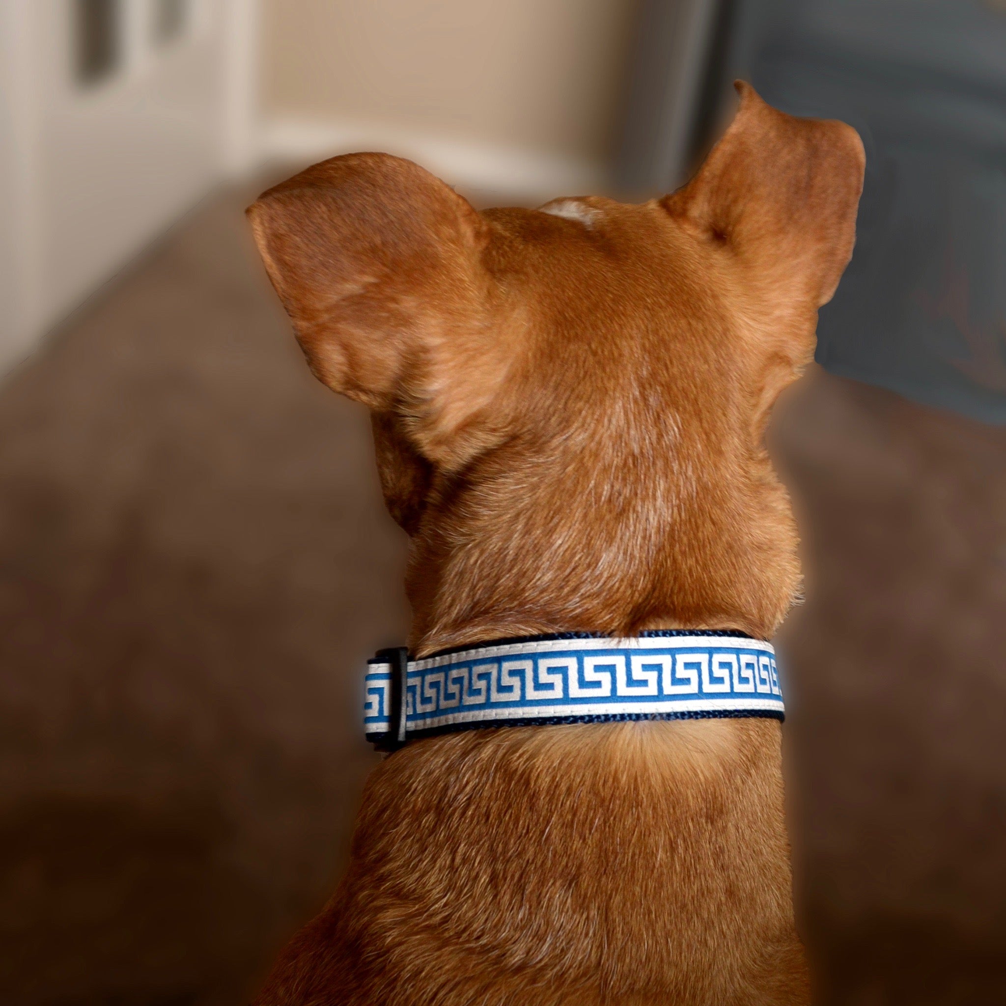 Durable Heavy-Duty Dog Collar for Large Breeds - Adjustable Nylon Pet Collar with Metal Buckle - Perfect for Training, Walking & Outdoor Adventures