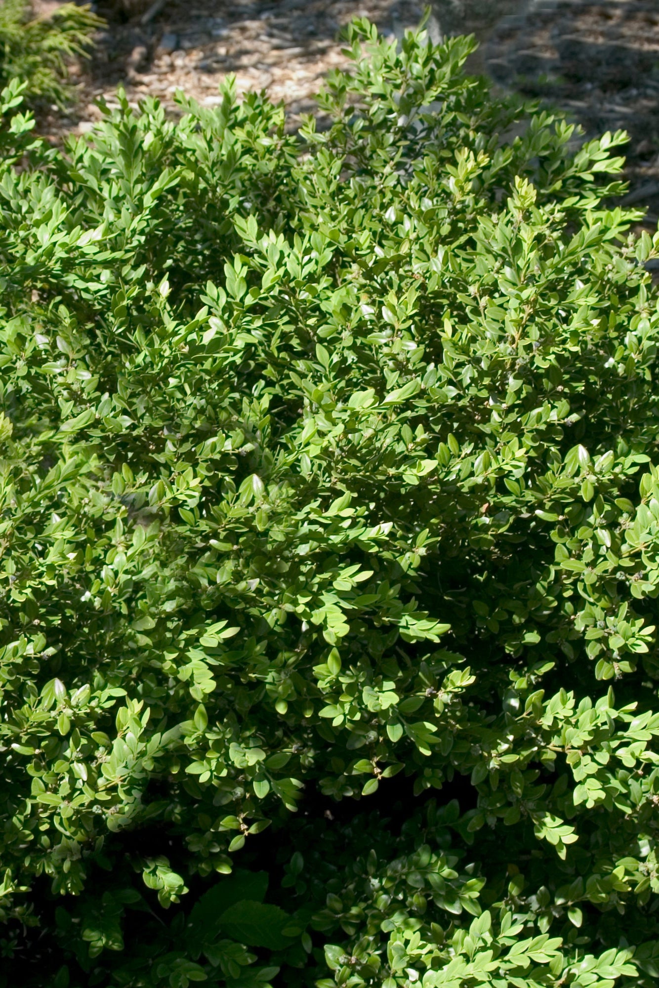 Buxus 'Green Velvet' #5 - Premium Boxwood Shrub for Landscaping, Hedges & Garden Decor | Evergreen Plant for Outdoor & Indoor Use