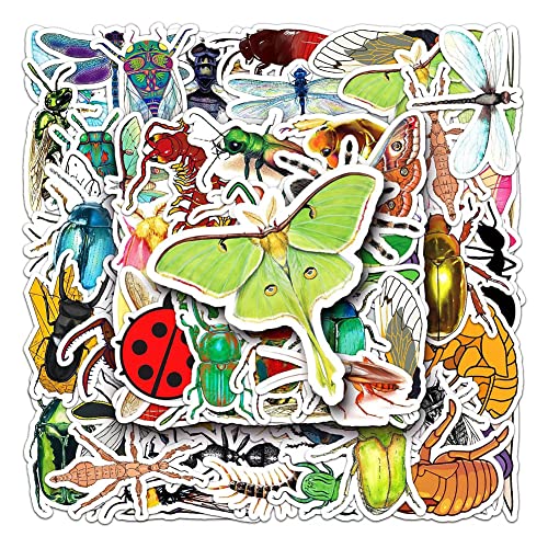 Insect