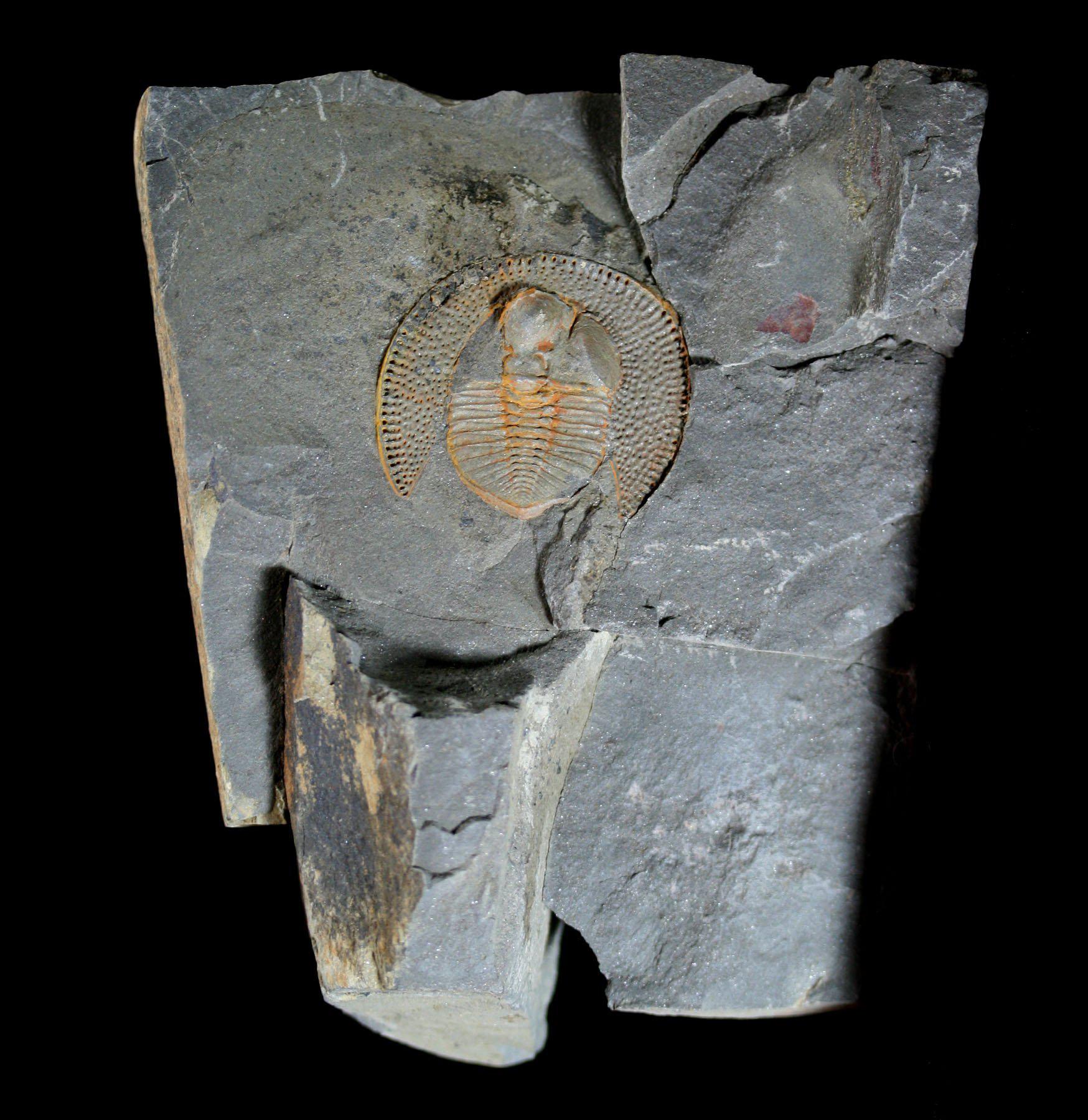 Nankinolithus Fossil Trilobite - Rare Ancient Marine Arthropod Specimen for Collectors & Paleontology Enthusiasts | Perfect for Display, Education & Fossil Collections