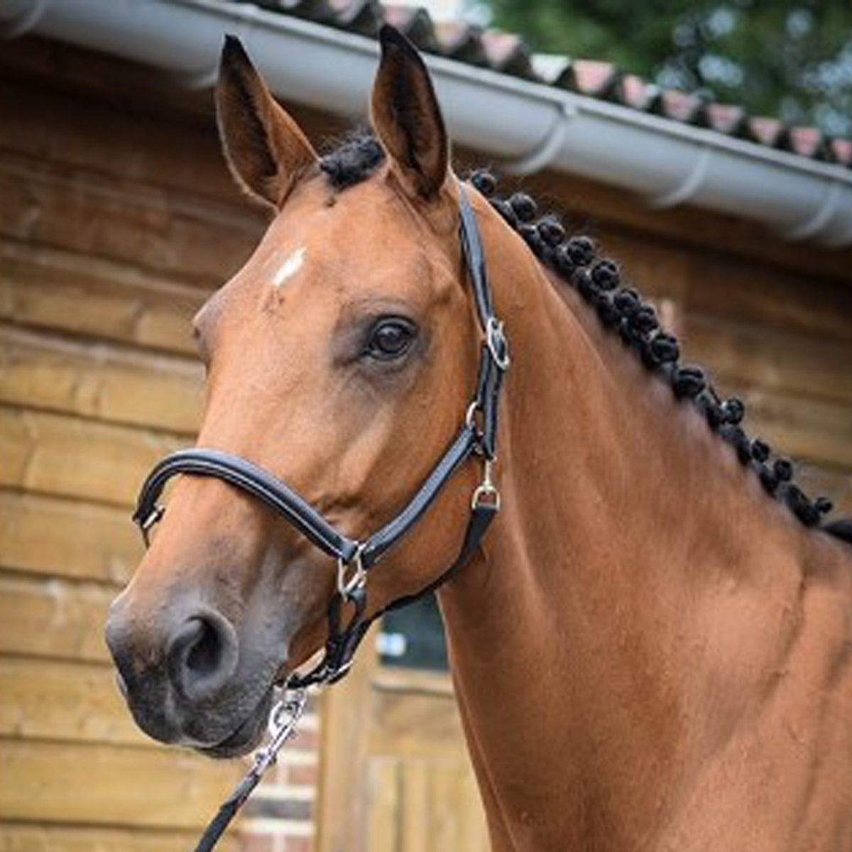 Jump'in Grooming Halter for Horses - Adjustable & Durable One Collection - Perfect for Training, Show Prep & Daily Grooming