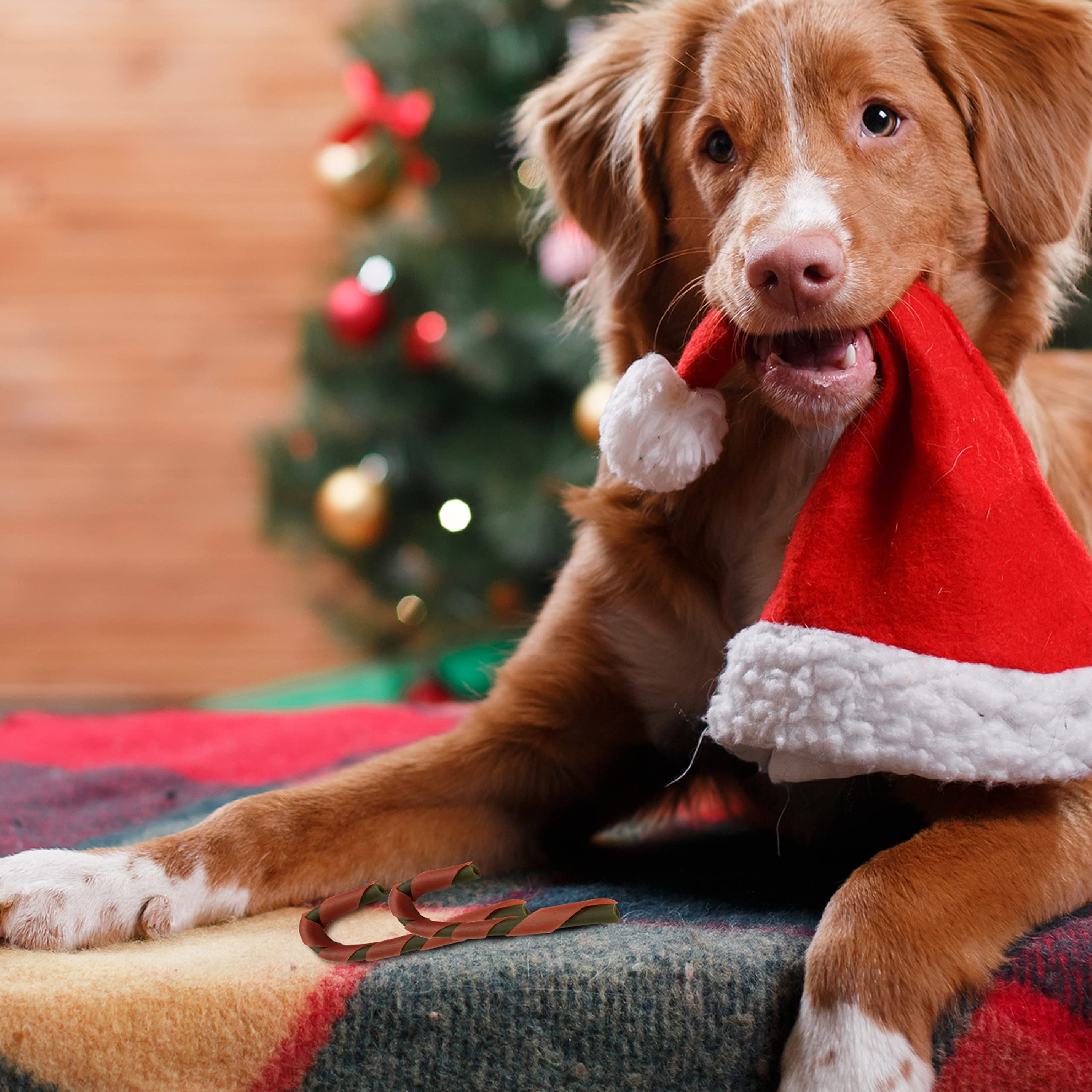 SmartBones Holiday Canes Dog Treats - 6 Count, Real Chicken Flavor, Rawhide-Free Dental Chews for Small & Medium Dogs - Perfect for Christmas Stocking Stuffers & Holiday Gifting