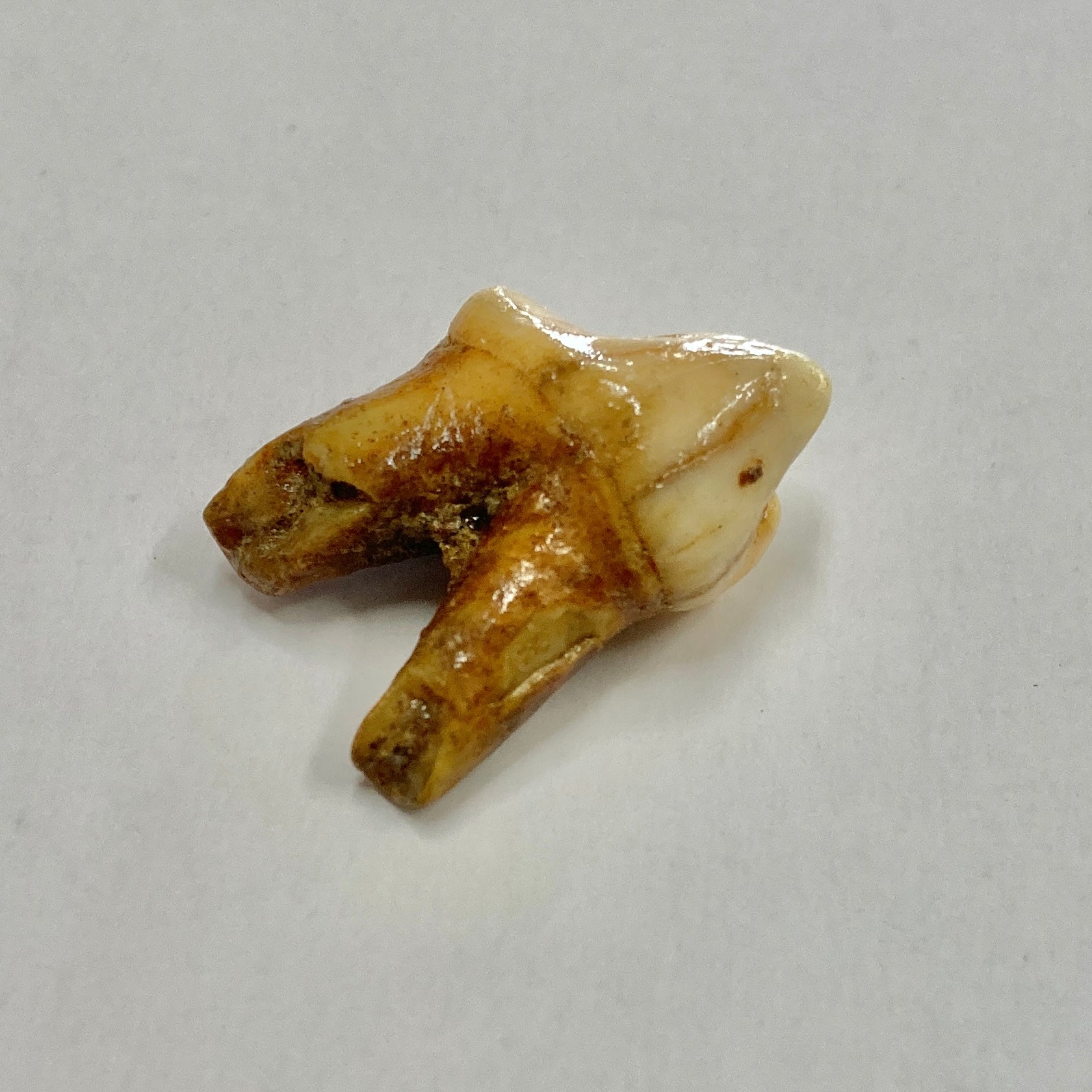 Authentic Cave Bear Molar Tooth Fossil - Genuine Ice Age Relic for Collectors, Education & Home Decor | Perfect for Paleontology Enthusiasts, Science Classrooms & Unique Gift Ideas