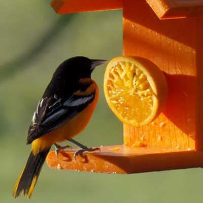 Woodlink Going Green Recycled Plastic Oriole Bird Feeder - Attract Orioles with Eco-Friendly Fruit Feeder for Backyard Bird Watching & Garden Decoration