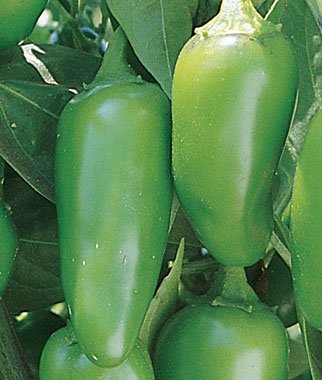 Organic Jalapeno Early Hot Pepper Heirloom Seeds - Non-GMO, 1g Packet for Home Gardening, Canning & Mexican Cooking
