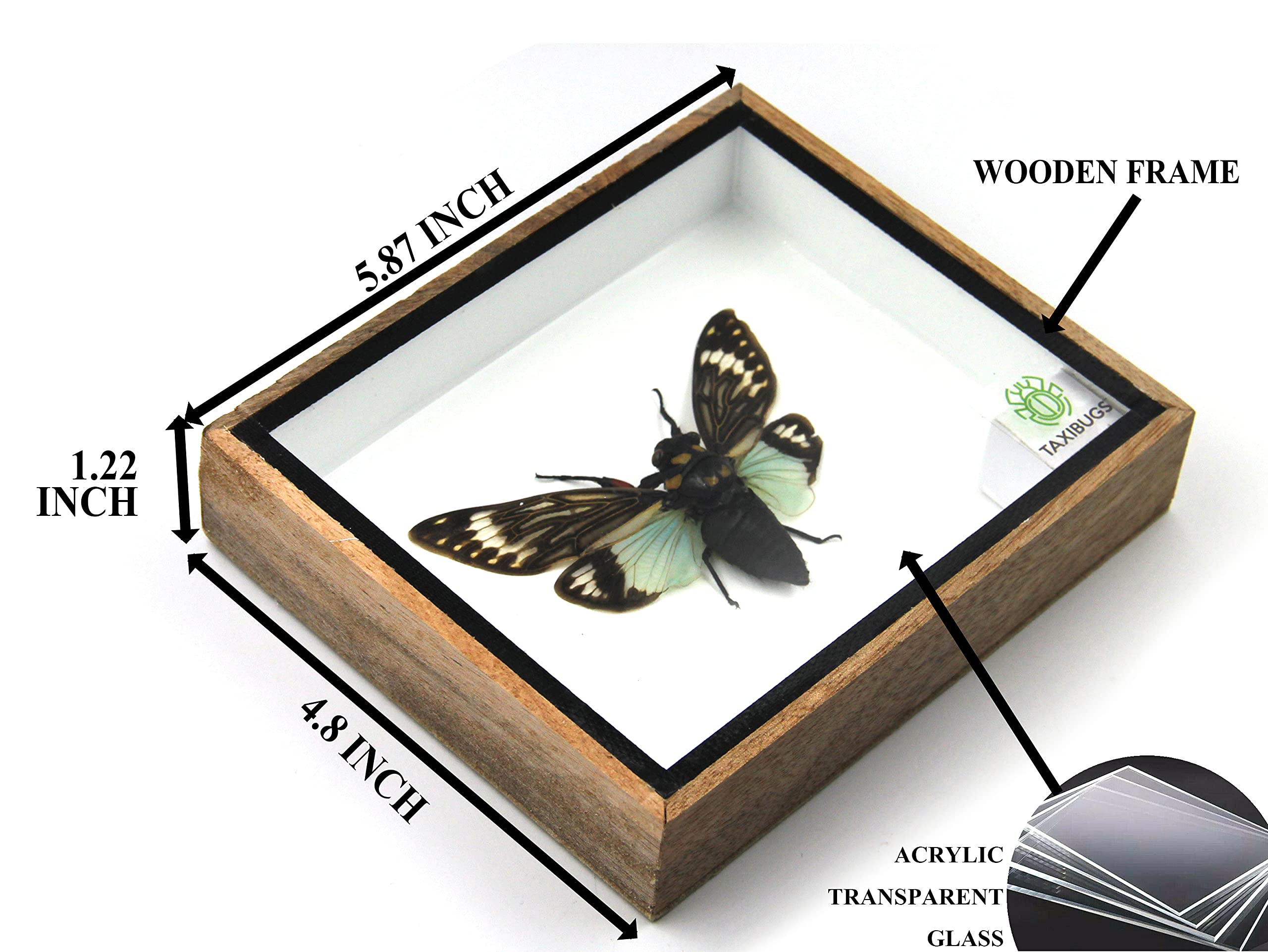 Real Exotic Cicada Taxidermy Framed in Wooden Box - Blue Winged Insect Display for Home Decor, Entomology Collection & Unique Gift Idea