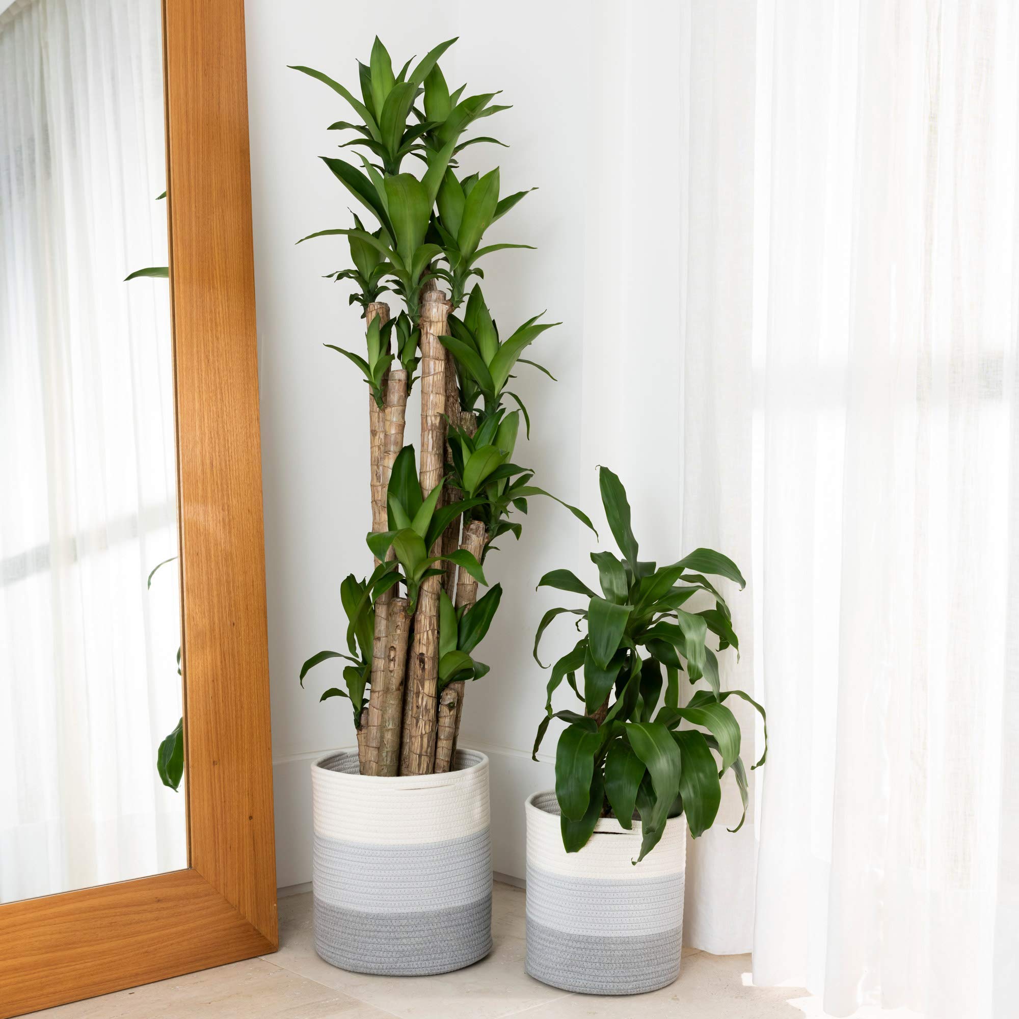 OrganiHaus 2-Pack Woven Jute Rope Plant Basket for Indoor Plants - Decorative Gray Planter Cover (10 & 12 Inch) | Perfect for Living Room Decor, Office Plants & Home Gardening Accessories