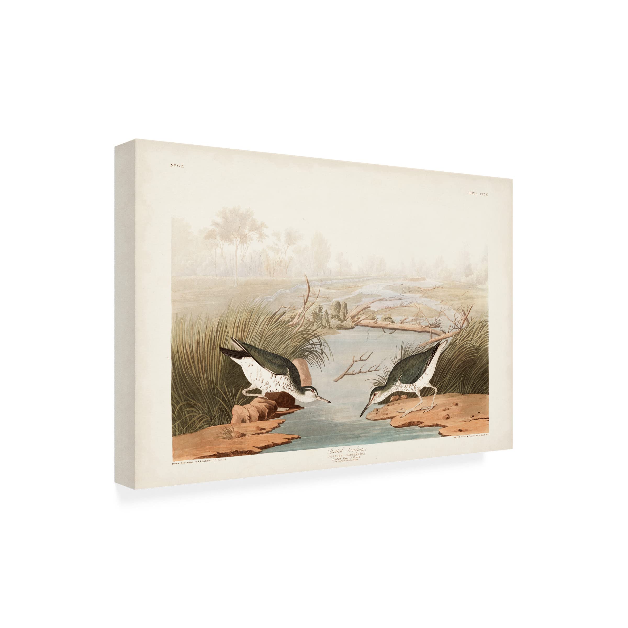 John James Audubon Spotted Sandpiper Canvas Art Print 12x19 - Wildlife Bird Wall Decor for Living Room, Bedroom & Office