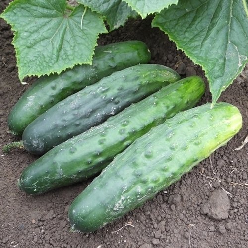 Bulk Organic Marketmore 76 Cucumber Seeds (5 LB) - Non-GMO, Heirloom Vegetable Seeds for Home Gardening, Farming & Commercial Planting - Perfect for Fresh Salads, Pickling & Healthy Snacks