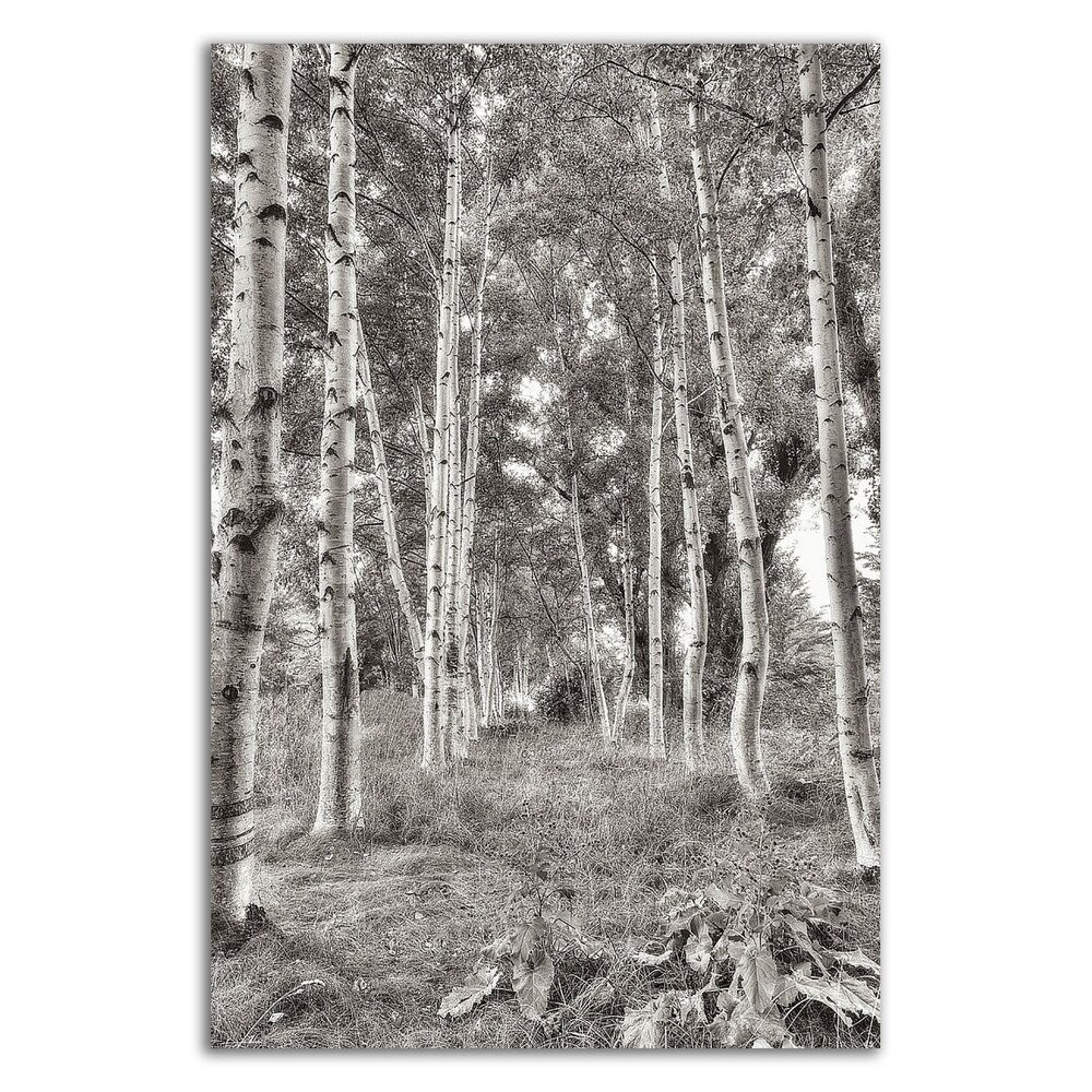 Alan Blaustein Birch Trees No.3 Canvas Art Print - Stretched & Ready to Hang - Nature Landscape Wall Decor for Living Room, Bedroom & Office